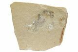 Cretaceous Fossil Shrimp - Lebanon #236038-1